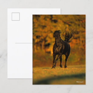 Bob Langrish Black Friesian Running In Autumn Postcard