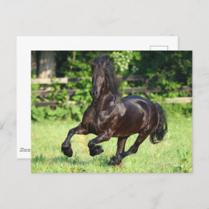 Bob Langrish Black Friesian Running Postcard