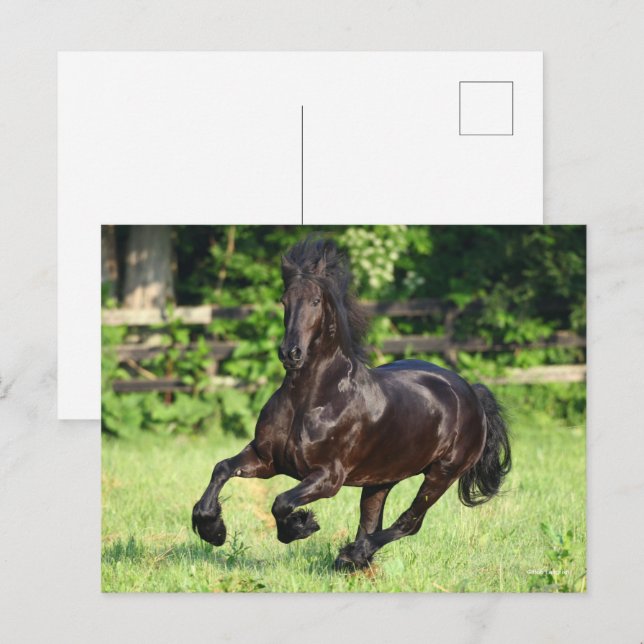 Bob Langrish | Black Friesian Running Postcard (Front/Back)