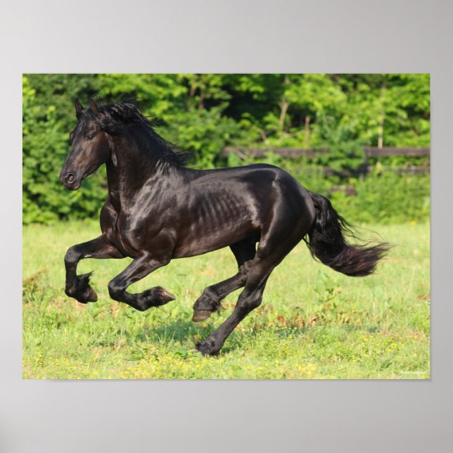 Bob Langrish | Black Friesian Running Poster (Front)