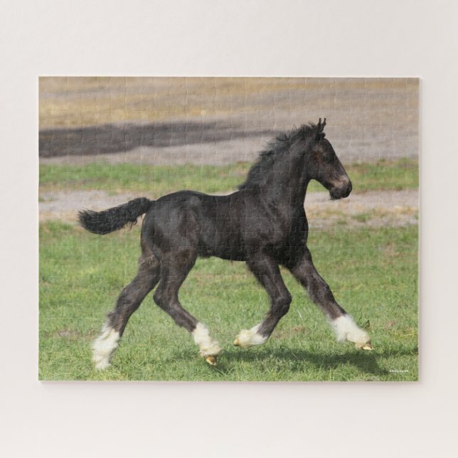 Bob Langrish | Black Gypsy Vanner Foal Running Jigsaw Puzzle (Horizontal)
