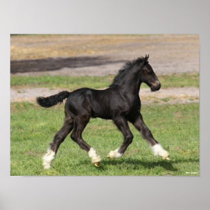 Bob Langrish   Black Gypsy Vanner Foal Running Poster