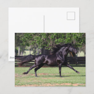 Bob Langrish Black Lusitano Running Mane Flowing Postcard