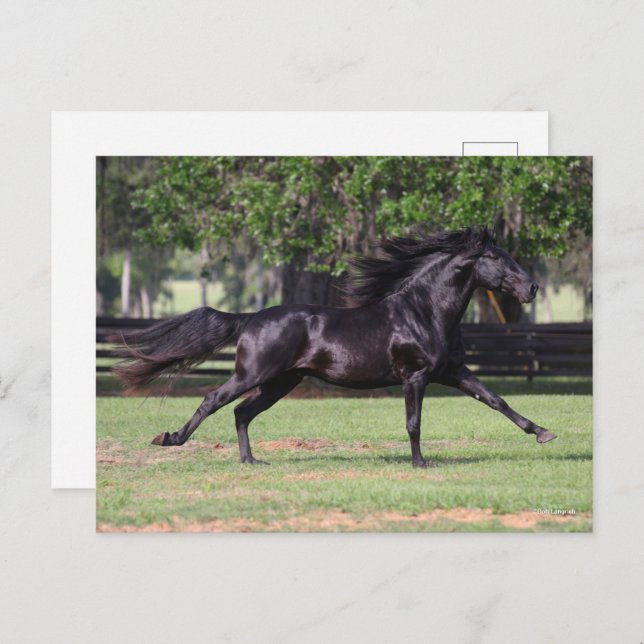 Bob Langrish | Black Lusitano Running Mane Flowing Postcard (Front/Back)