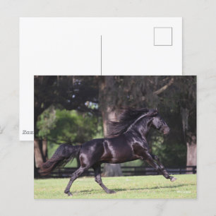 Bob Langrish Black Lusitano Running Postcard