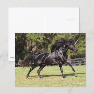 Bob Langrish Black Lusitano Running Postcard