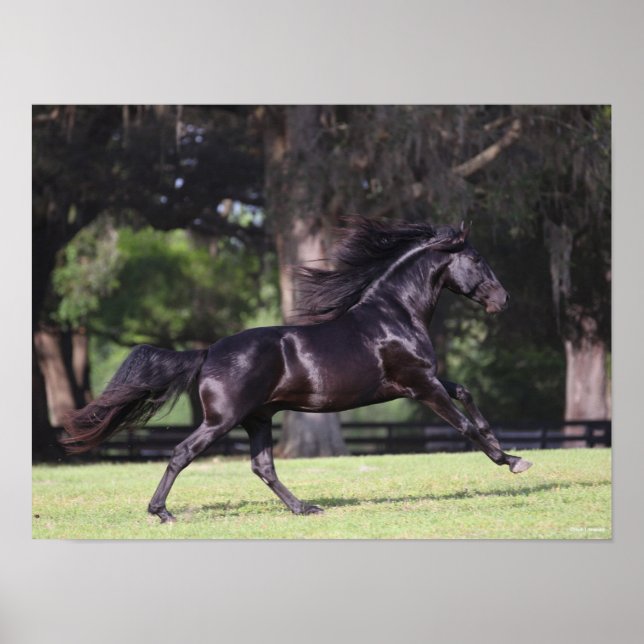 Bob Langrish | Black Lusitano Running Poster (Front)