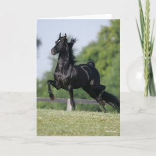 Bob Langrish   Black Morgan Horse Trotting Card