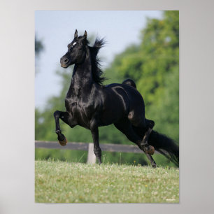 Bob Langrish Black Morgan Horse Trotting Poster