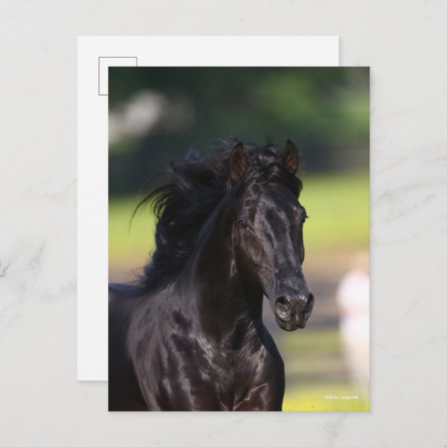 Bob Langrish | Black Rocky Mountain Horse headshot Postcard (Front/Back)