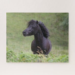 Bob Langrish Black Shetland Pony Stallion Headshot Jigsaw Puzzle