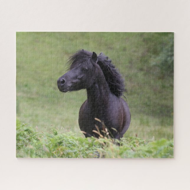 Bob Langrish Black Shetland Pony Stallion Headshot Jigsaw Puzzle (Horizontal)