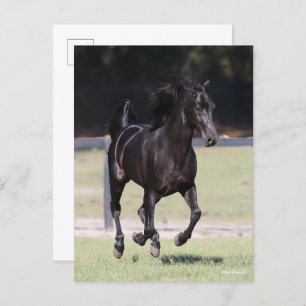 Bob Langrish Black Tennessee Walker Running Postcard
