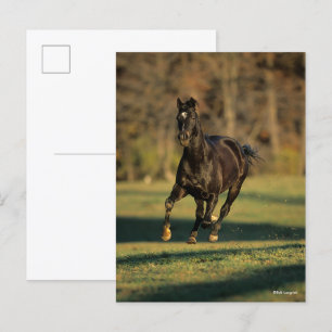 Bob Langrish Black Thoroughbred Running Postcard