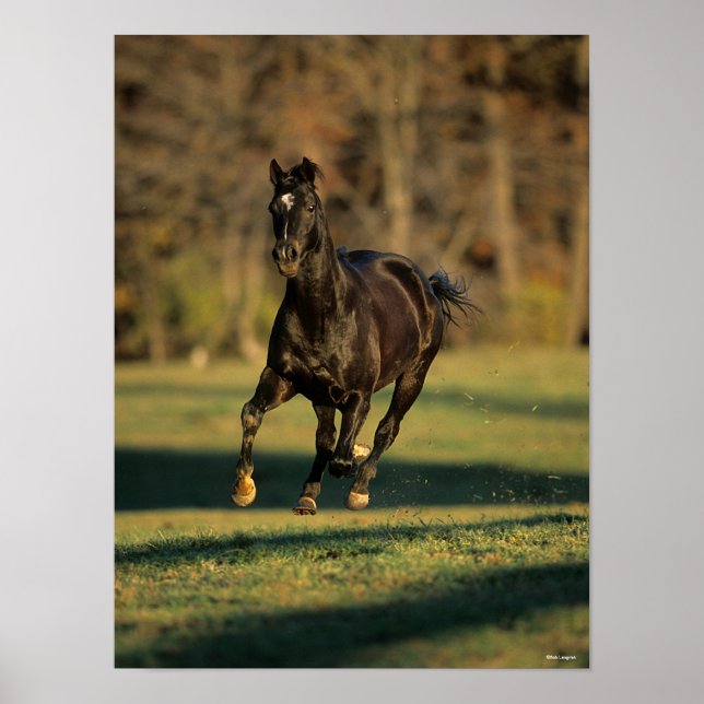 Bob Langrish | Black Thoroughbred Running Poster (Front)