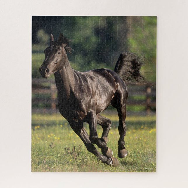Bob Langrish | Black Warmblood Stallion Running Jigsaw Puzzle (Vertical)