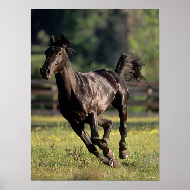 Bob Langrish | Black Warmblood Stallion Running Poster (Front)