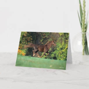 Bob Langrish   Brown Rocky Mountain Horse Running Card