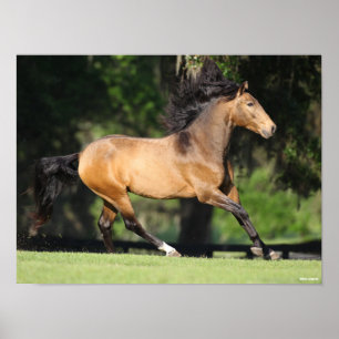 Bob Langrish   Buckskin Lusitano Running Poster
