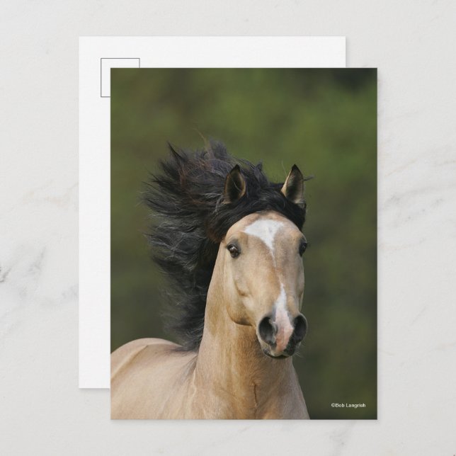 Bob Langrish | Buckskin Welsh Pony Headshot Postcard (Front/Back)