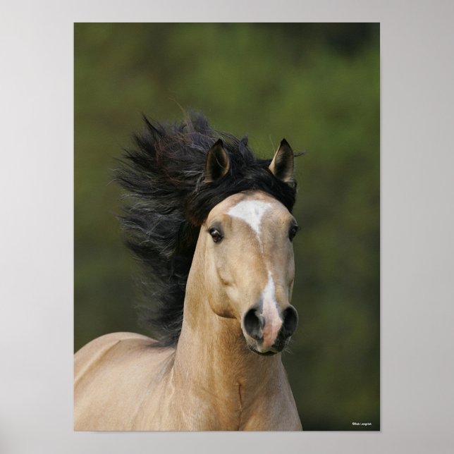 Bob Langrish | Buckskin Welsh Pony Headshot Poster (Front)