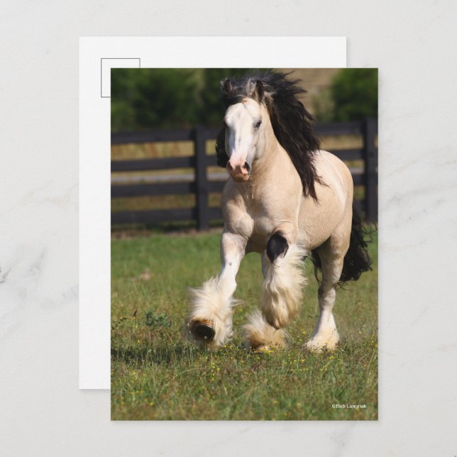 Bob Langrish Champagne Colour Gypsy Vanner Running Postcard (Front/Back)