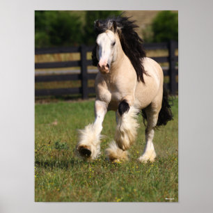 Bob Langrish Champagne Colour Gypsy Vanner Running Poster