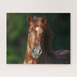 Bob Langrish Chestnut Andalucian Stallion Headshot Jigsaw Puzzle