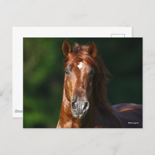 Bob Langrish Chestnut Andalucian Stallion Headshot Postcard