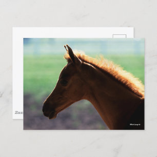 Bob Langrish Chestnut Arab Foal backlit Headshot Postcard