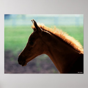 Bob Langrish   Chestnut Arab Foal backlit Headshot Poster