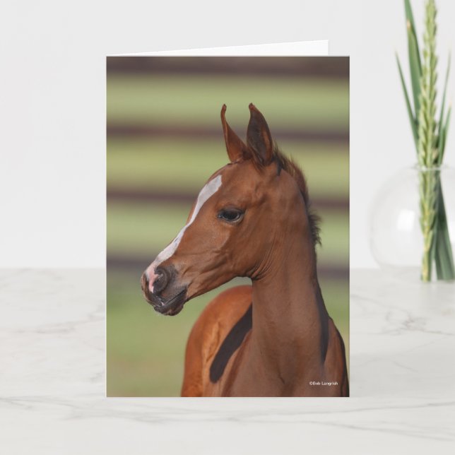 Bob Langrish | Chestnut Arab Foal Headshot Card (Front)