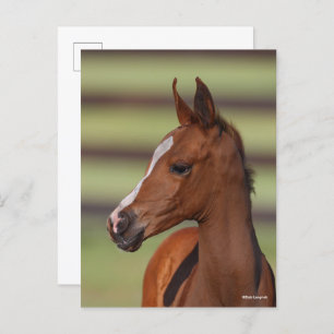 Bob Langrish Chestnut Arab Foal Headshot Postcard