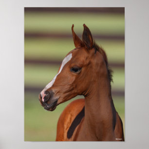 Bob Langrish   Chestnut Arab Foal Headshot Poster