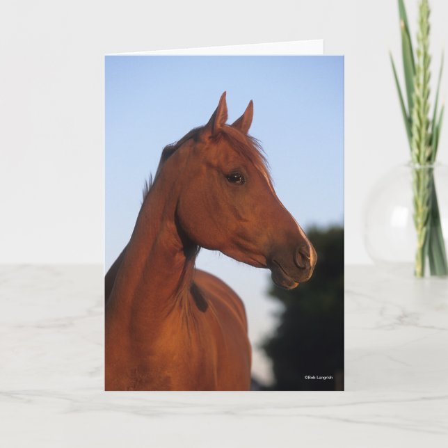 Bob Langrish | Chestnut Arab Headshot Card (Front)