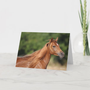 Bob Langrish   Chestnut Arab Headshot Mane Flowing Card