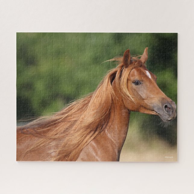 Bob Langrish | Chestnut Arab Headshot Mane Flowing Jigsaw Puzzle (Horizontal)