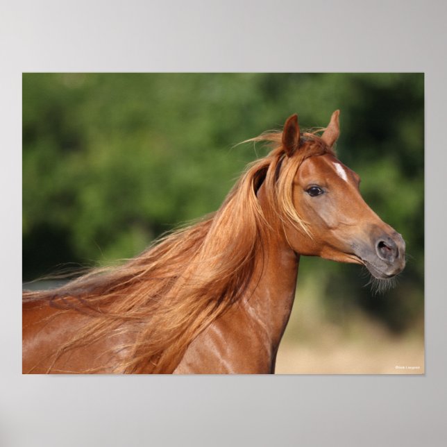 Bob Langrish | Chestnut Arab Headshot Mane Flowing Poster (Front)