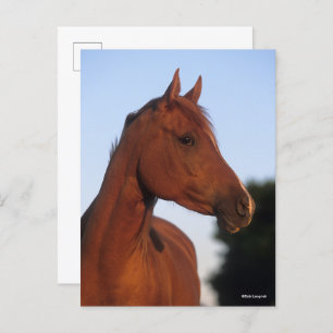 Bob Langrish Chestnut Arab Headshot Postcard