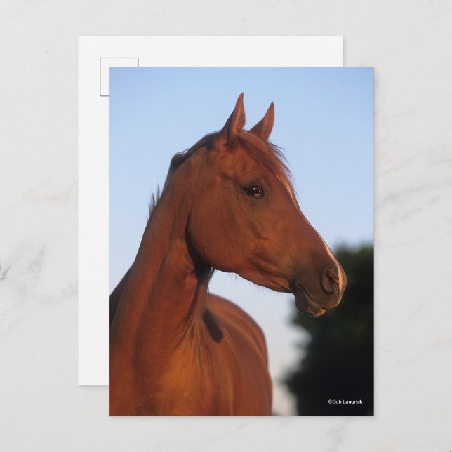 Bob Langrish | Chestnut Arab Headshot Postcard (Front/Back)