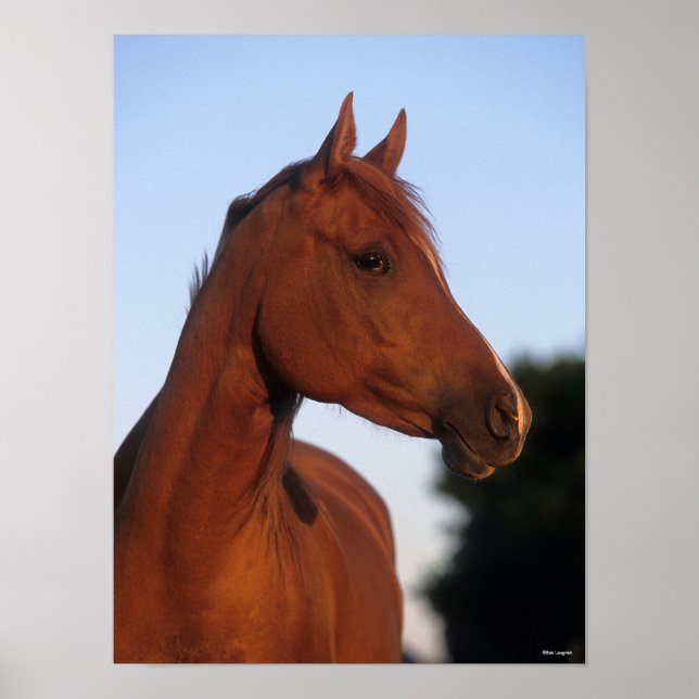 Bob Langrish | Chestnut Arab Headshot Poster (Front)