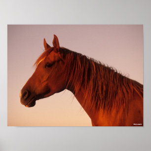 Bob Langrish   Chestnut Arab Horse Headshot Sunset Poster