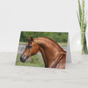 Bob Langrish   Chestnut Arab Stallion headshot Card