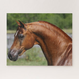 Bob Langrish Chestnut Arab Stallion headshot Jigsaw Puzzle