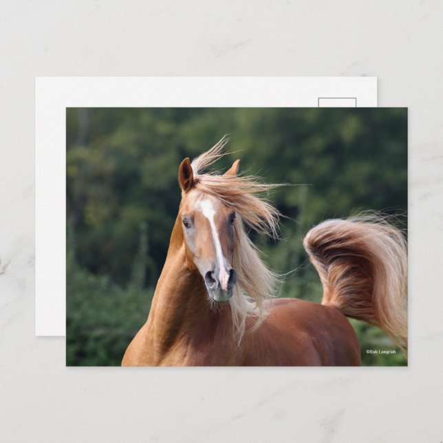 Bob Langrish | Chestnut Arab Stallion Headshot Postcard (Front/Back)