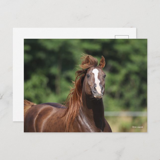Bob Langrish | Chestnut Arab Stallion Headshot Postcard (Front/Back)