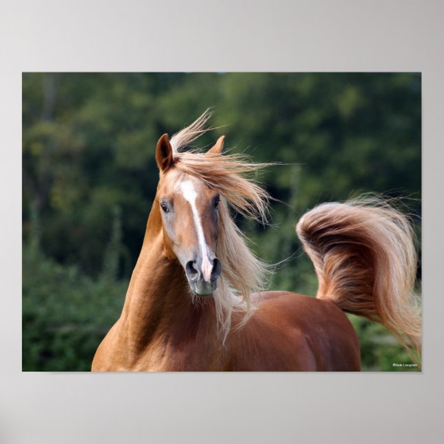 Bob Langrish | Chestnut Arab Stallion Headshot Poster (Front)