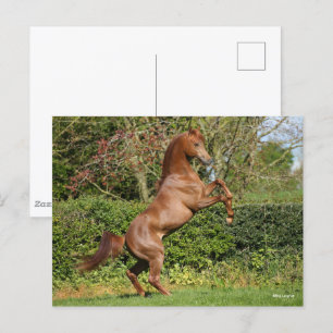 Bob Langrish   Chestnut Arab Stallion Rearing Postcard