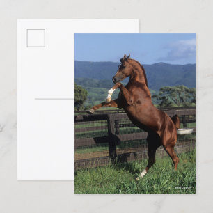 Bob Langrish Chestnut Arab Stallion Rearing Postcard