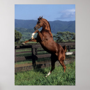 Bob Langrish   Chestnut Arab Stallion Rearing Poster